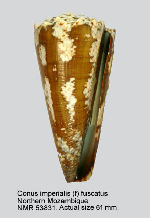 Conus imperialis (f) fuscatus.jpg - Conus imperialis (f) fuscatusBorn,1778